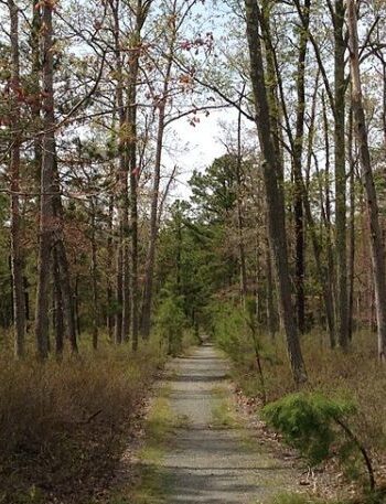 cropped-cropped-woodland-path-pic-1