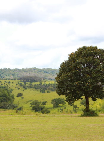 Wide field